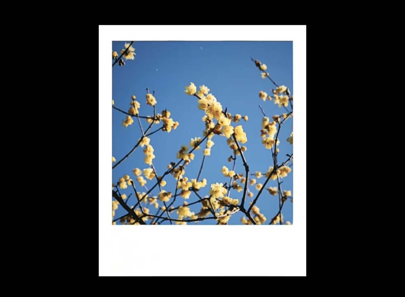 Wintersweet against a January sky, on Polaroid